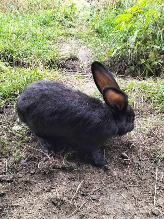 Młoda samiczka i samczyki