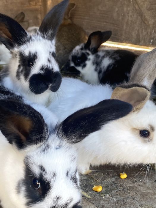 Кролі різногл віку