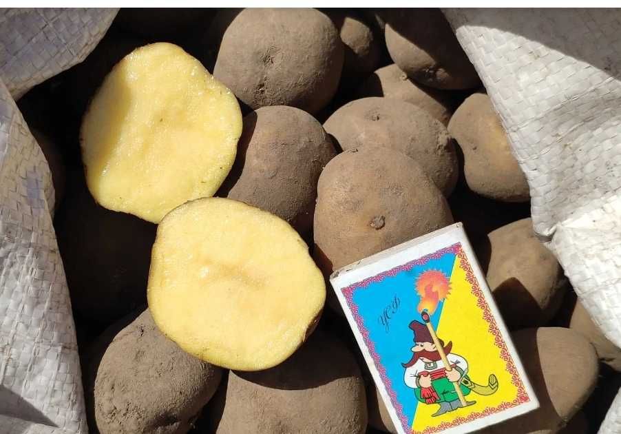 Продається насіннєва жовта картопля