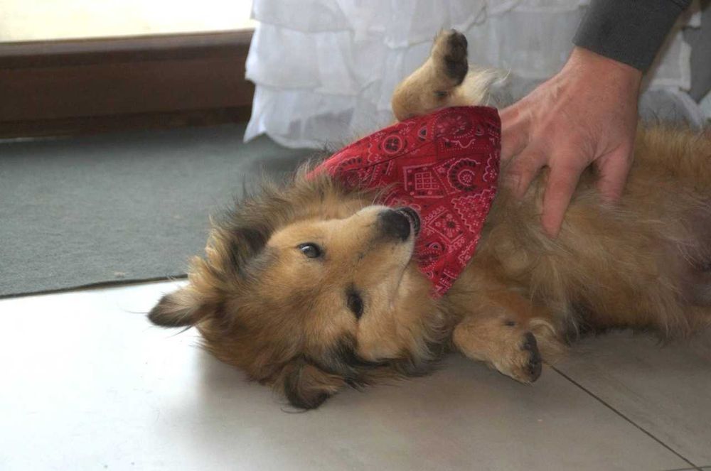 Malutki słodki niewidomy Kapi szuka domu