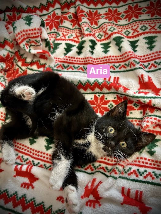 Aria i Melisa- dwie małe koteczki, które wniosą ciepło do Twojego domu