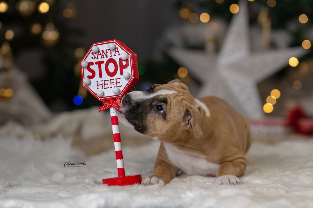 Piękna suczka  do odbioru Ast Amstaffa American STAFFORDSHIRE TERIER