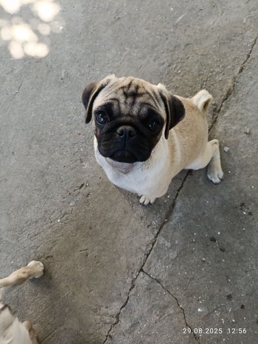 Ищем заботливую семью для девочки