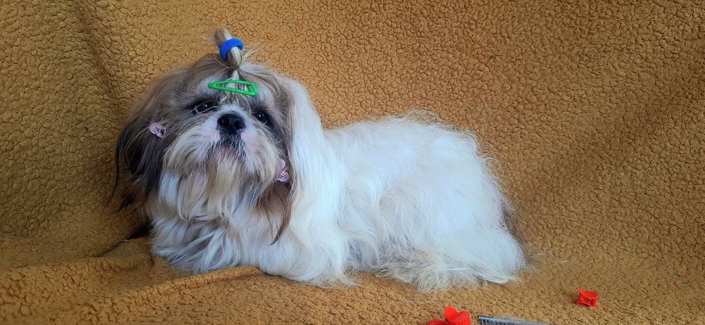 Чекають ши-тцу вже  підрощені-вже залишилося двоє-дівчинка і хлопчик