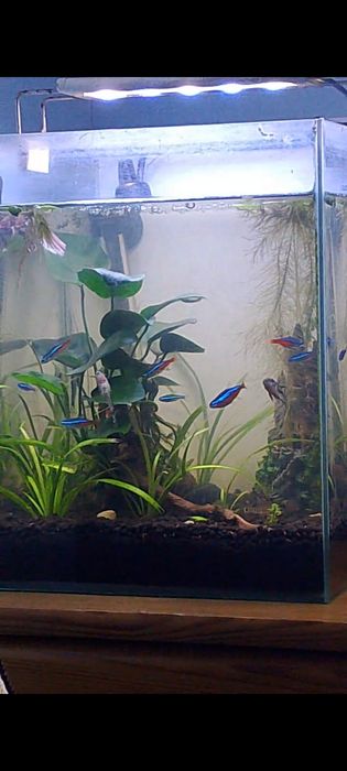 Rybki akwariowe Neonki