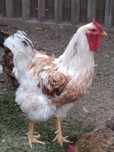 Sprzedam koguta wyandotte