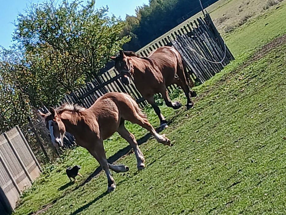 Ogierek zimnokrwisty