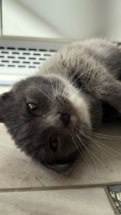 Відам кицю в хороші руки