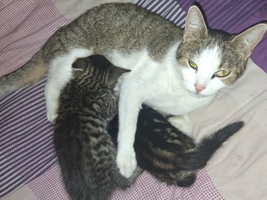 Oddam za darmo  kotka