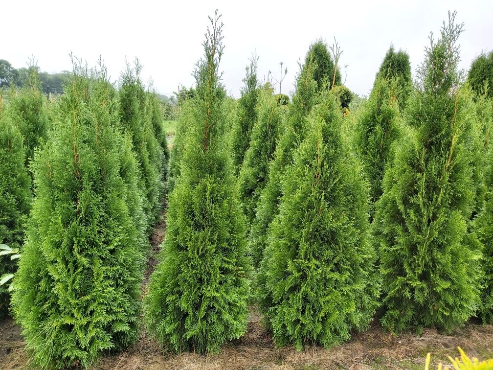 Tuja szmaragd, Thuja smaragd 150cm