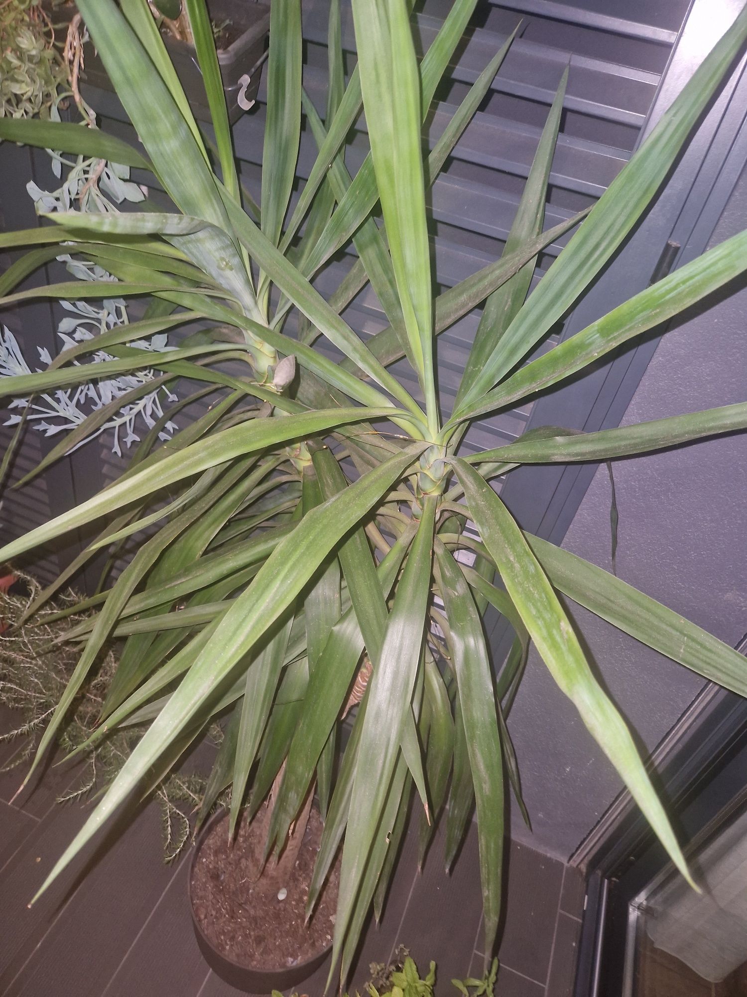Yucca 1.60m 2 filhos