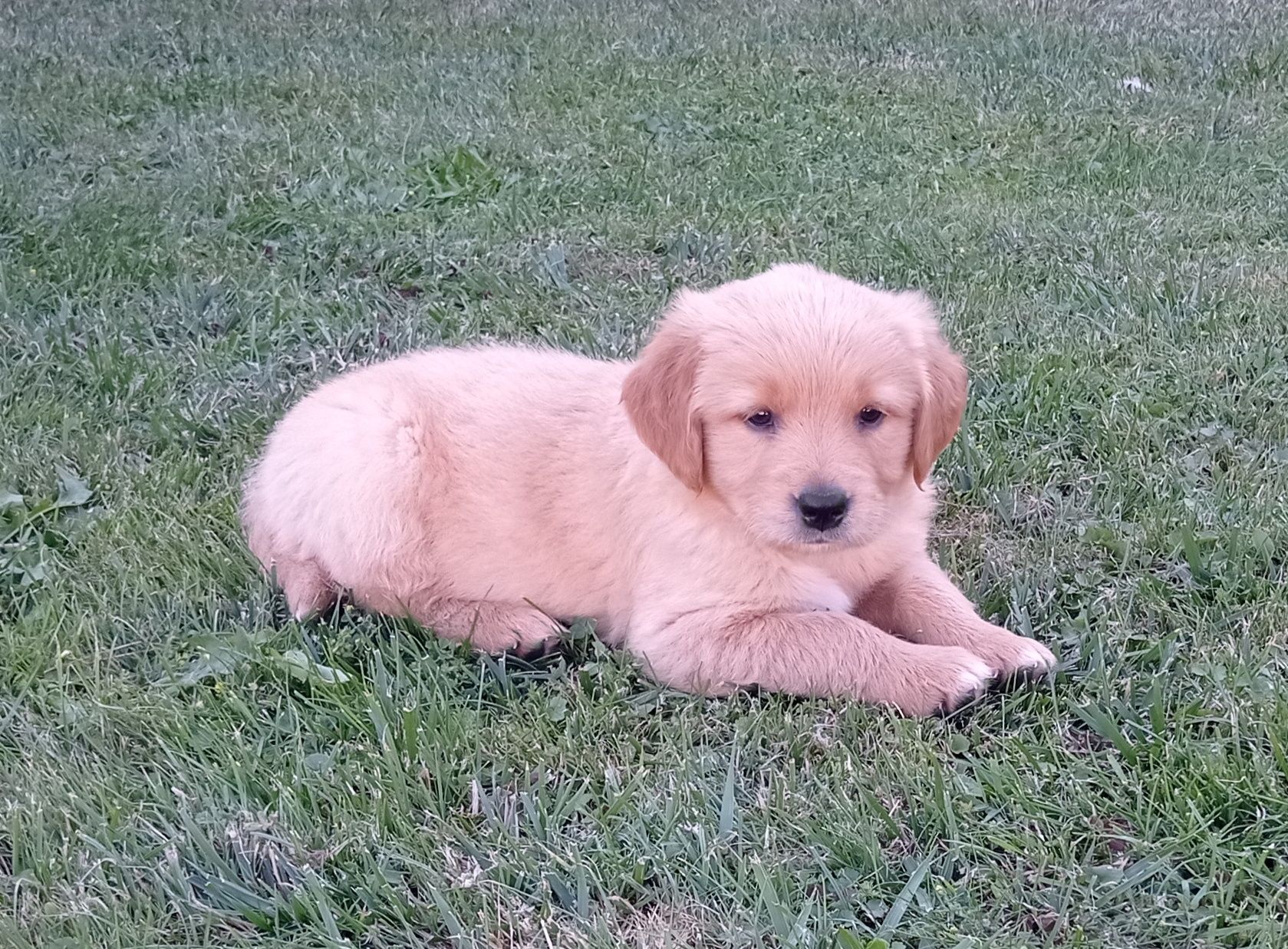 Suczka Golden Retriever