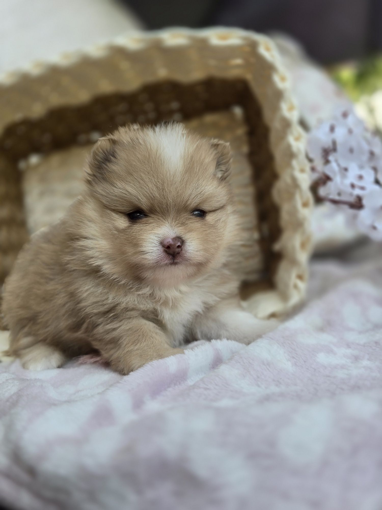 Szpic miniaturowy pomeranian suczka Beza
