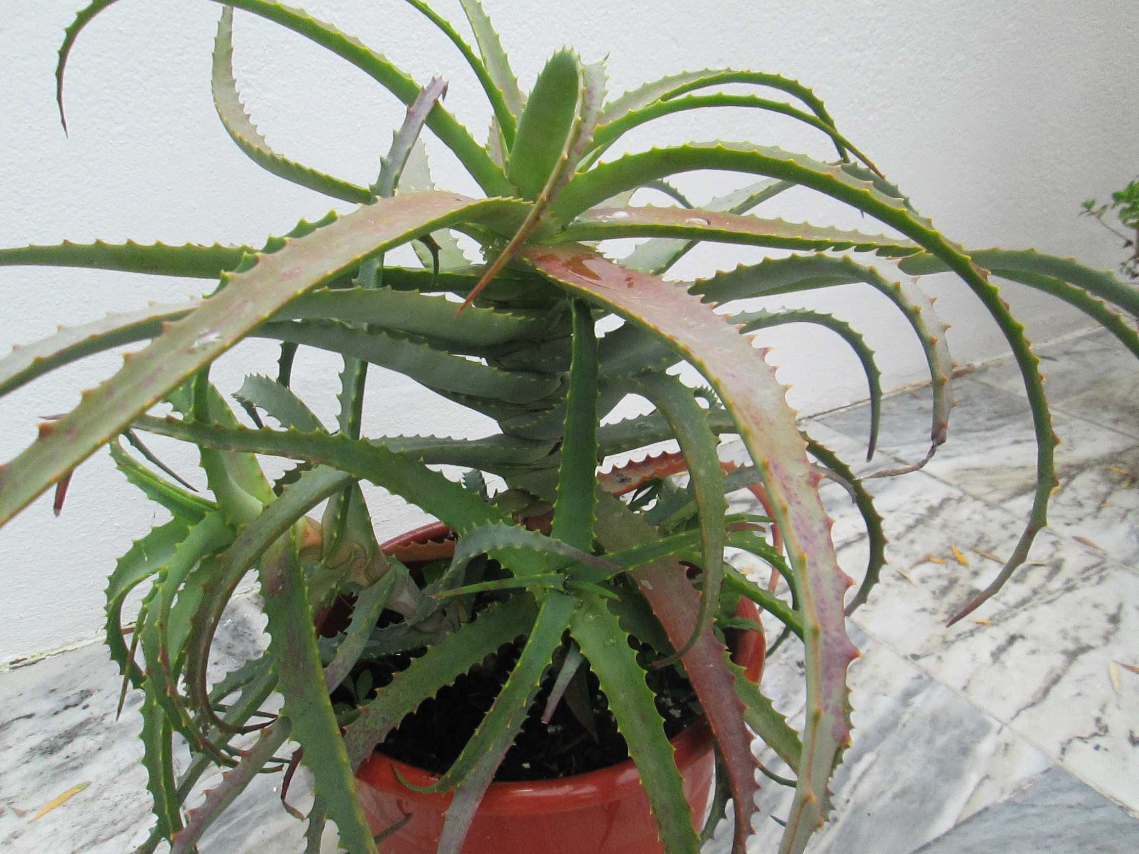 Aloe vera em vaso