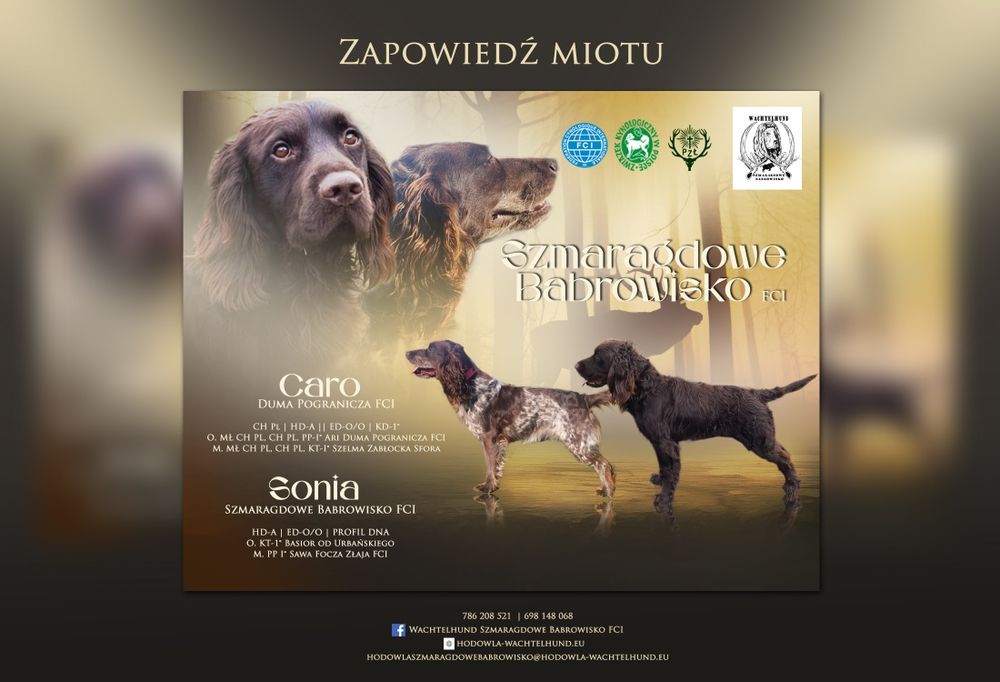 Płochacz niemiecki WACHTELHUND - zapowiedź miotu