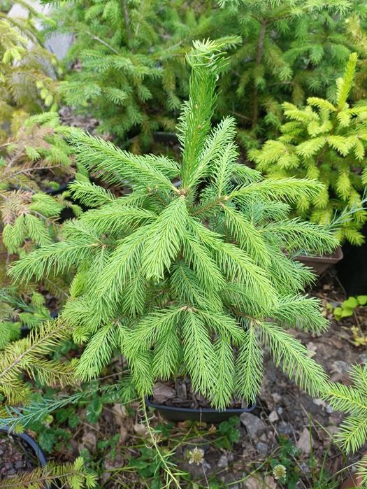 Європейська ялина, АКЦІЯ!!! Европейская ель