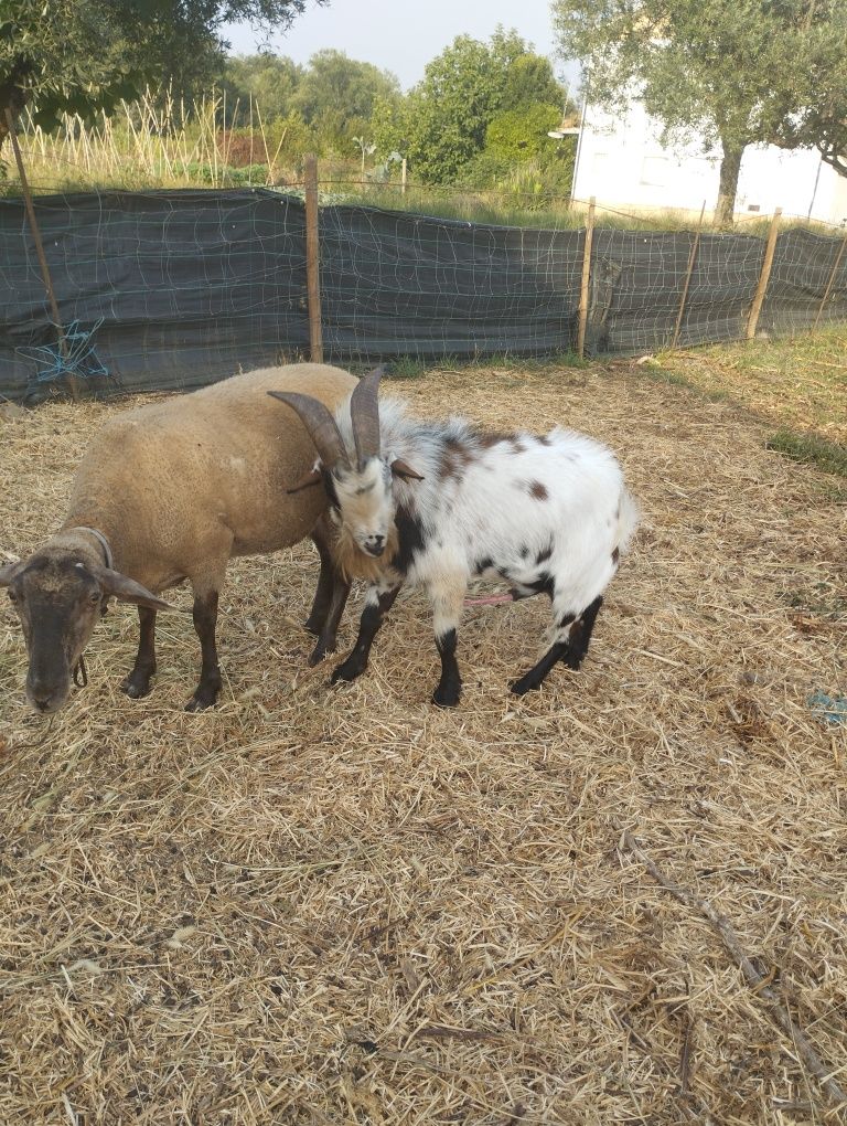 Vendo macho de cabra ana