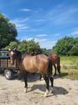 Cavalo baio manso
