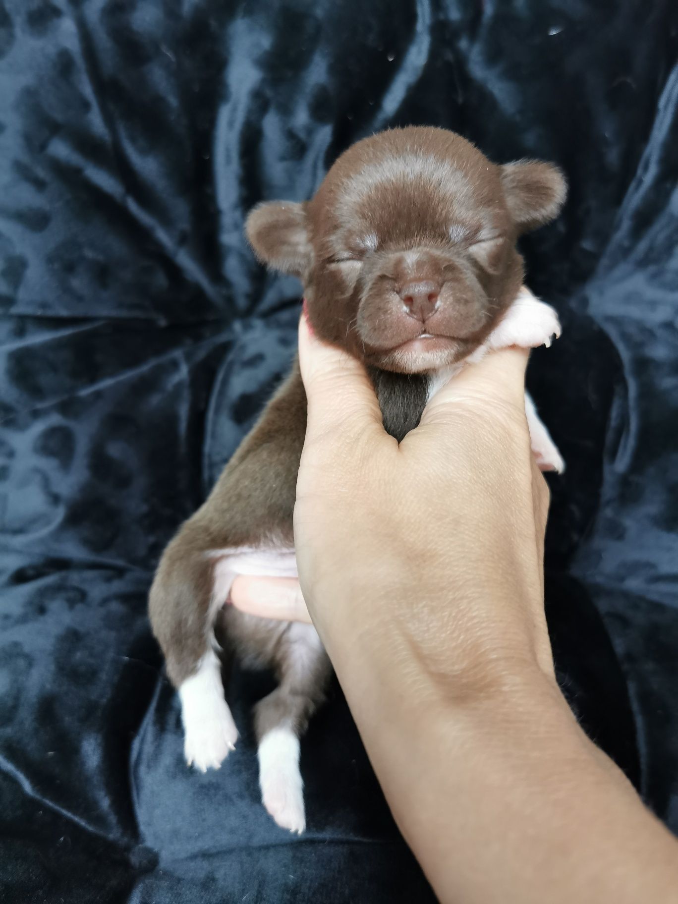 Czekoladowy chłopiec chihuahua