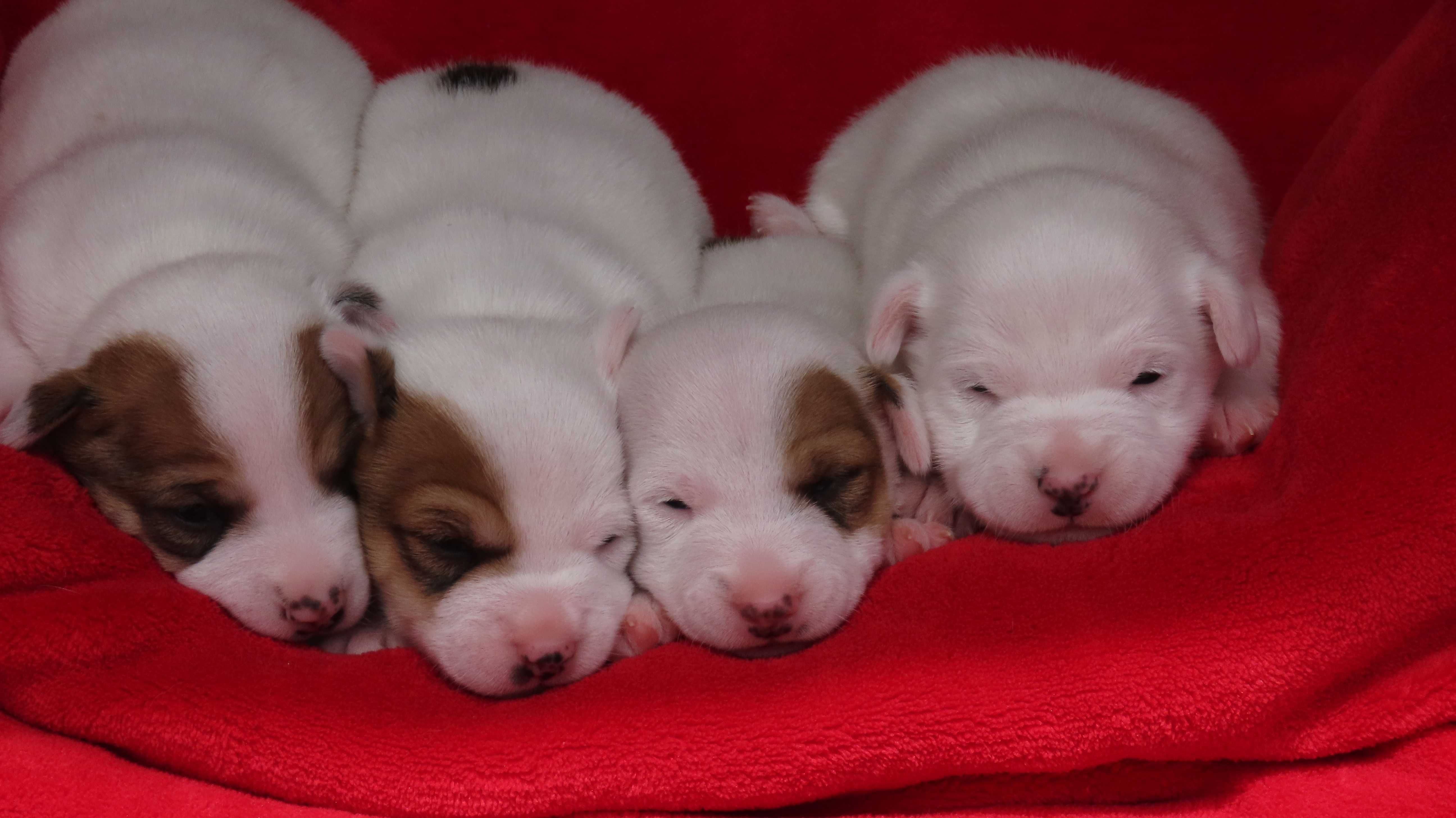 PIESEK Jack Russell Terrier z hodowli BREFIO/ badania genetyczne