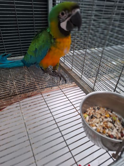 Arara miligold (militar x araraúna)