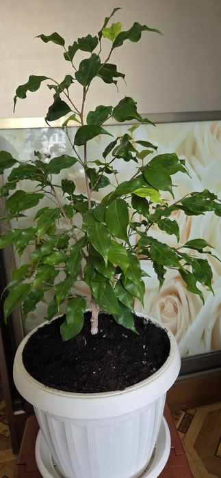 Фикус Голоден монік