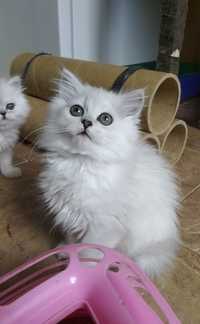 Серебристые котята шиншиллы белые британские страйт хайленд