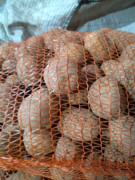 Ziemniaki Vineta Dżery