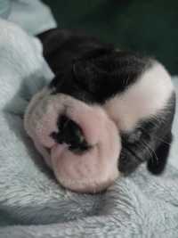 Boston terrier samiec FCI