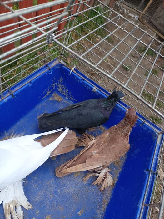 Sprzedam gołębie Rasowe 3 sztuki MOŻLIWOŚĆ WYSYŁKI