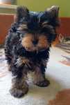 York Yorkshire Terrier