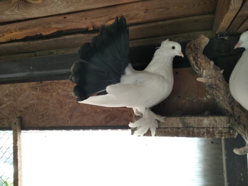 Pawiki indyjskie na czarnych ogonach