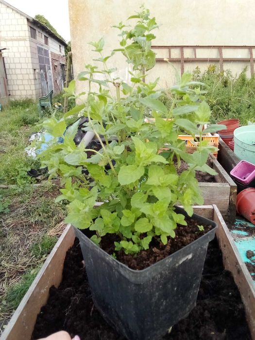 Duże sadzonki mięty 10 zł