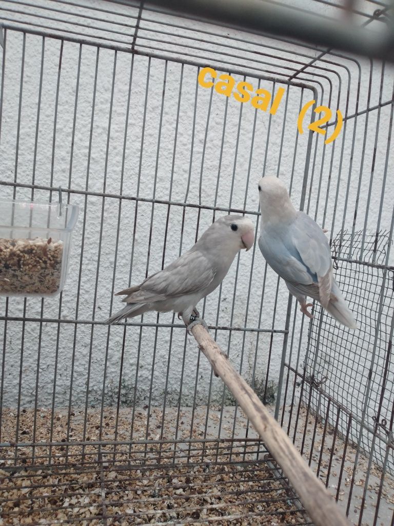 Agapornis Rosicolis  ano  2025 P/ ceder a partir de 15€