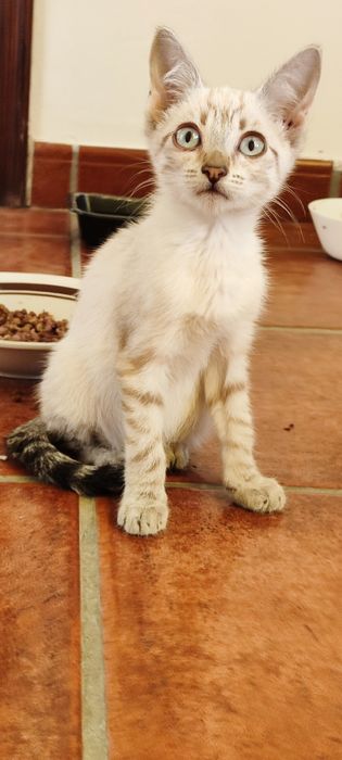 Gatinhas para adoção