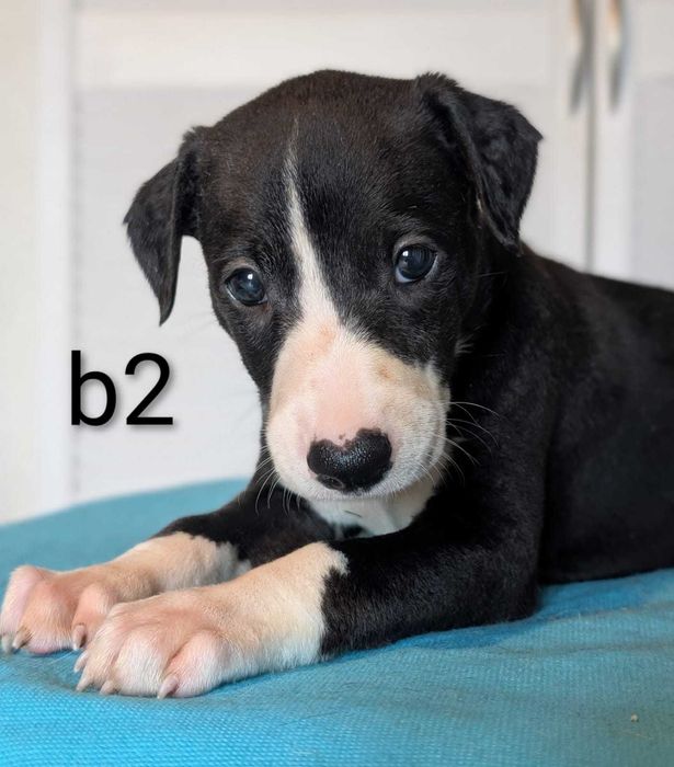 Whippet piesek ZKwP