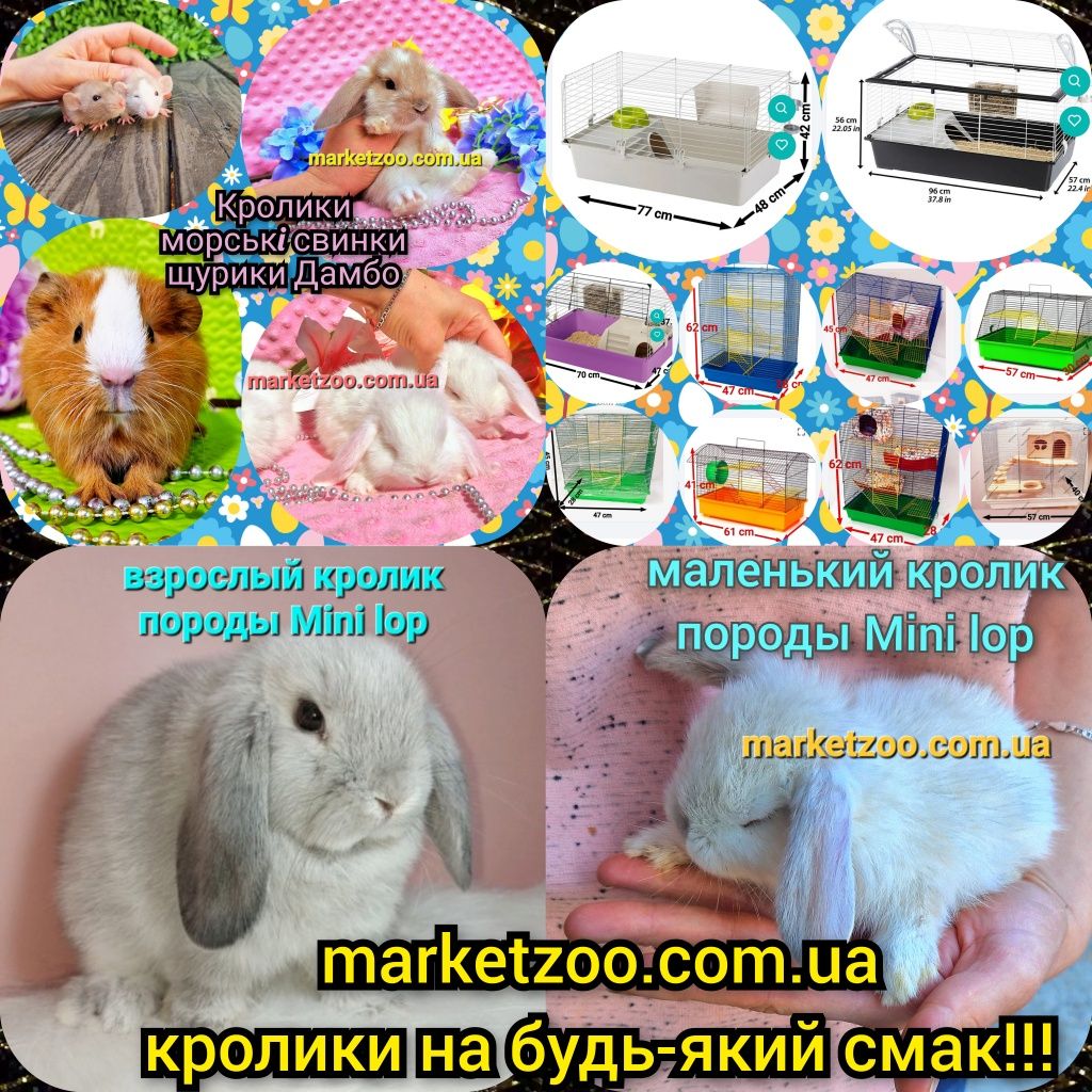 Мини кролик мiнi mini lop lionhead карликовые кролики вислоухие баранч