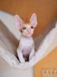 Kociak rasy Cornish Rex do rezerwacji