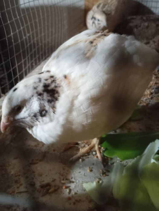 Sprzedam przepiórki