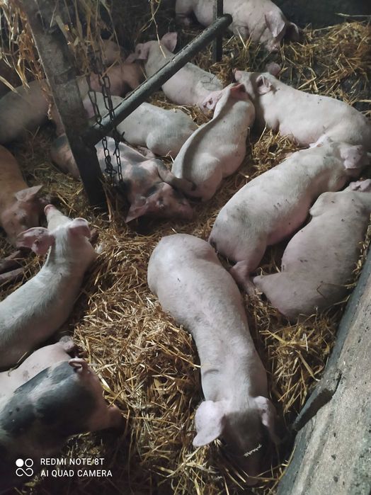 Sprzedam prosięta 12 sztuk