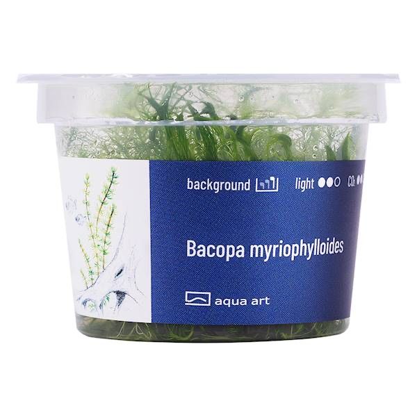 Bacopa Myriophylloides invitro MASSON