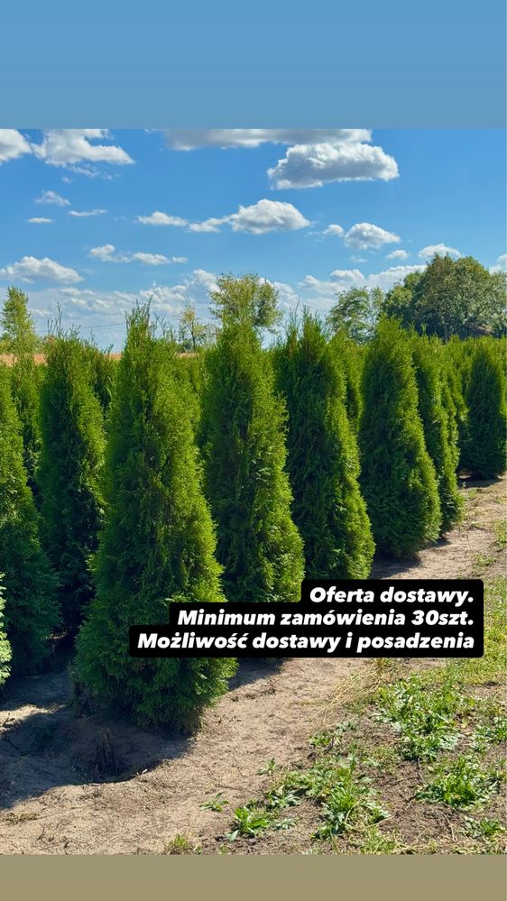 Gęsta Tuja Szmaragd 160-170cm Dostawa Sadzenie Producent Tuje