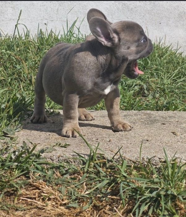 bulldog  blue tan fêmea