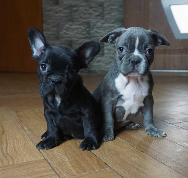 buldog francuski piesek