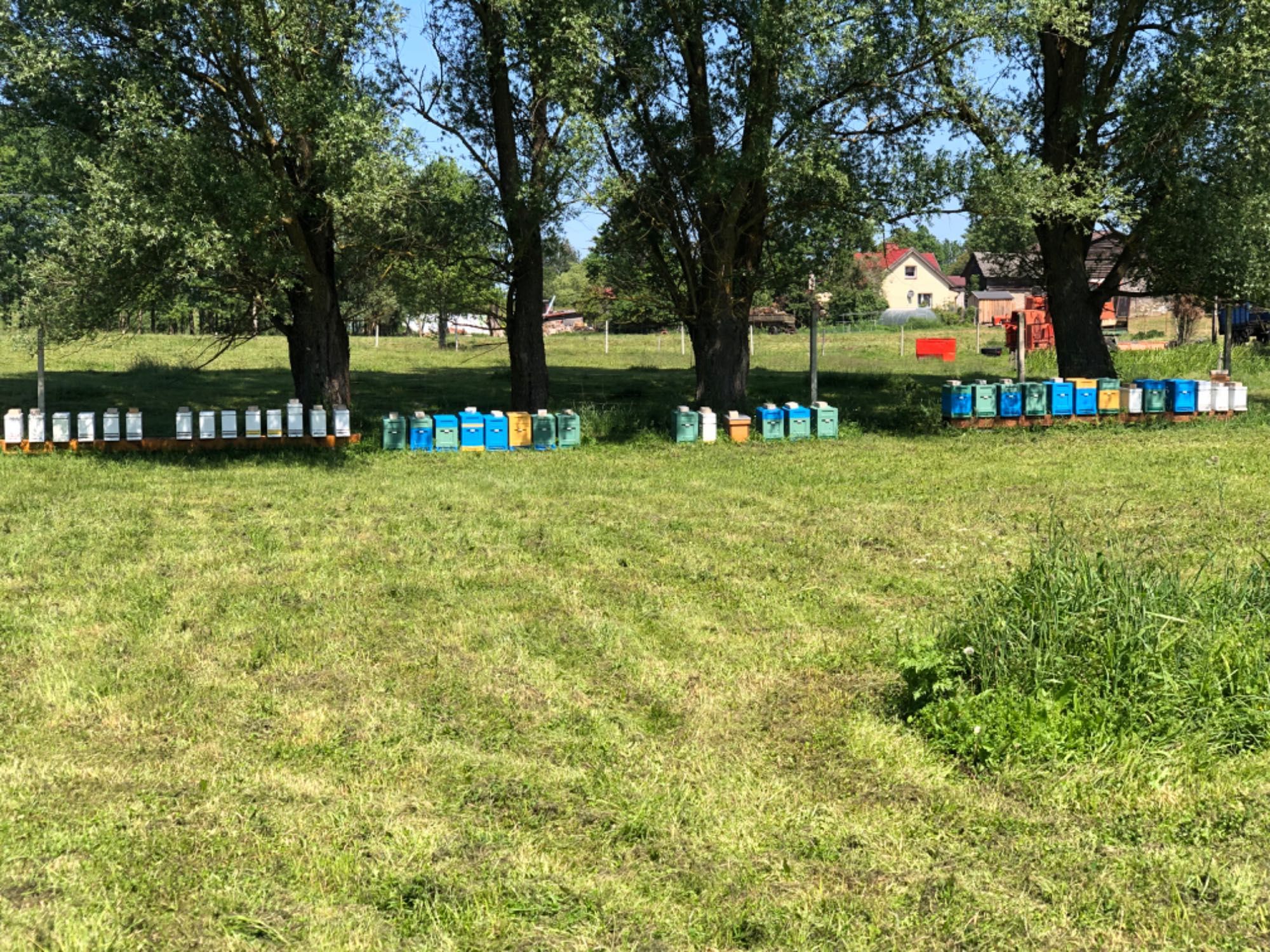 Odkłady pszczele na ramce Wielkopolskiej