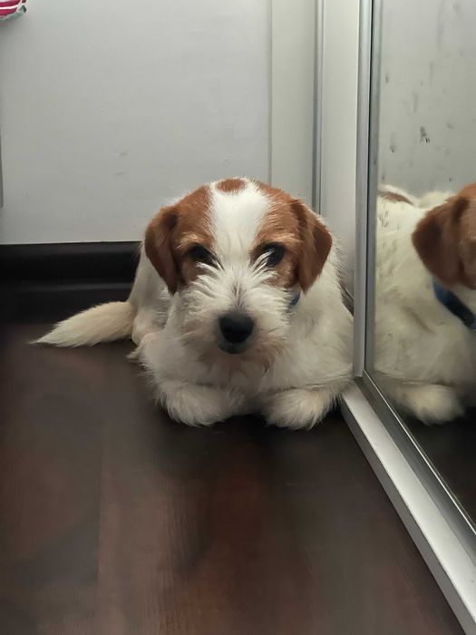 Cola młoda suczka do adopcji!
