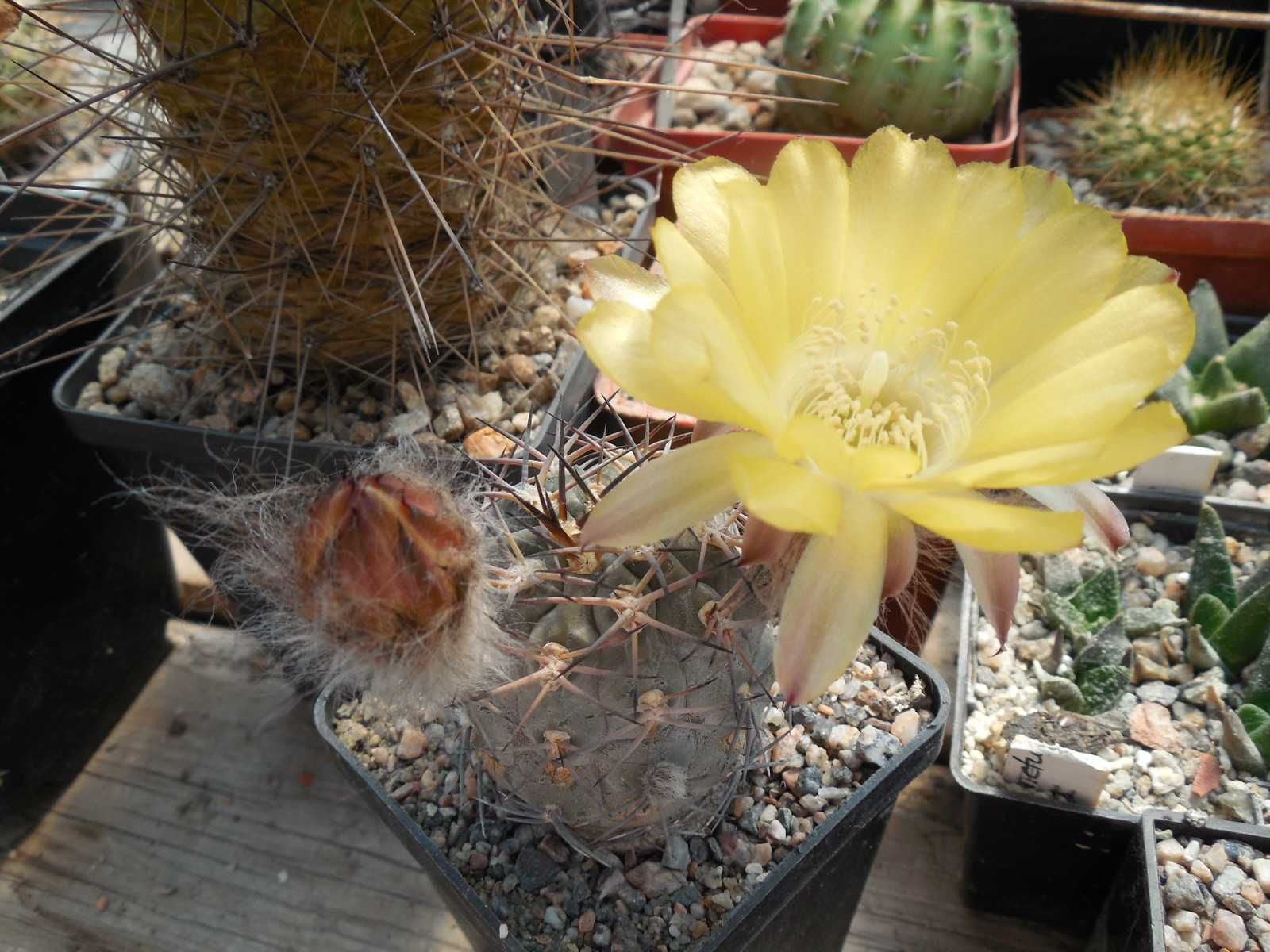 Parodia penicillata