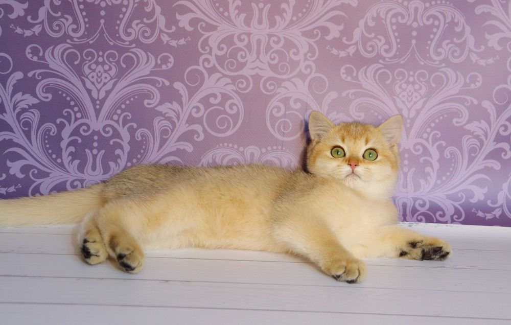 Плюшевий красунчику в золотистому забарвлені