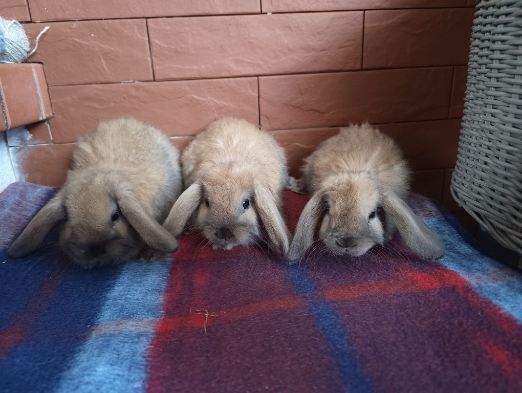 Sprzedam karzełek baran, baranek, mini lop