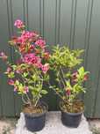 krzewuszka cudowna FRENCH LACE 'Brigela'